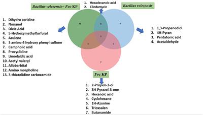 Biohardening of Banana cv. Karpooravalli (ABB; Pisang Awak) With Bacillus velezensis YEBBR6 Promotes Plant Growth and Reprograms the Innate Immune Response Against Fusarium oxysporum f.sp. cubense